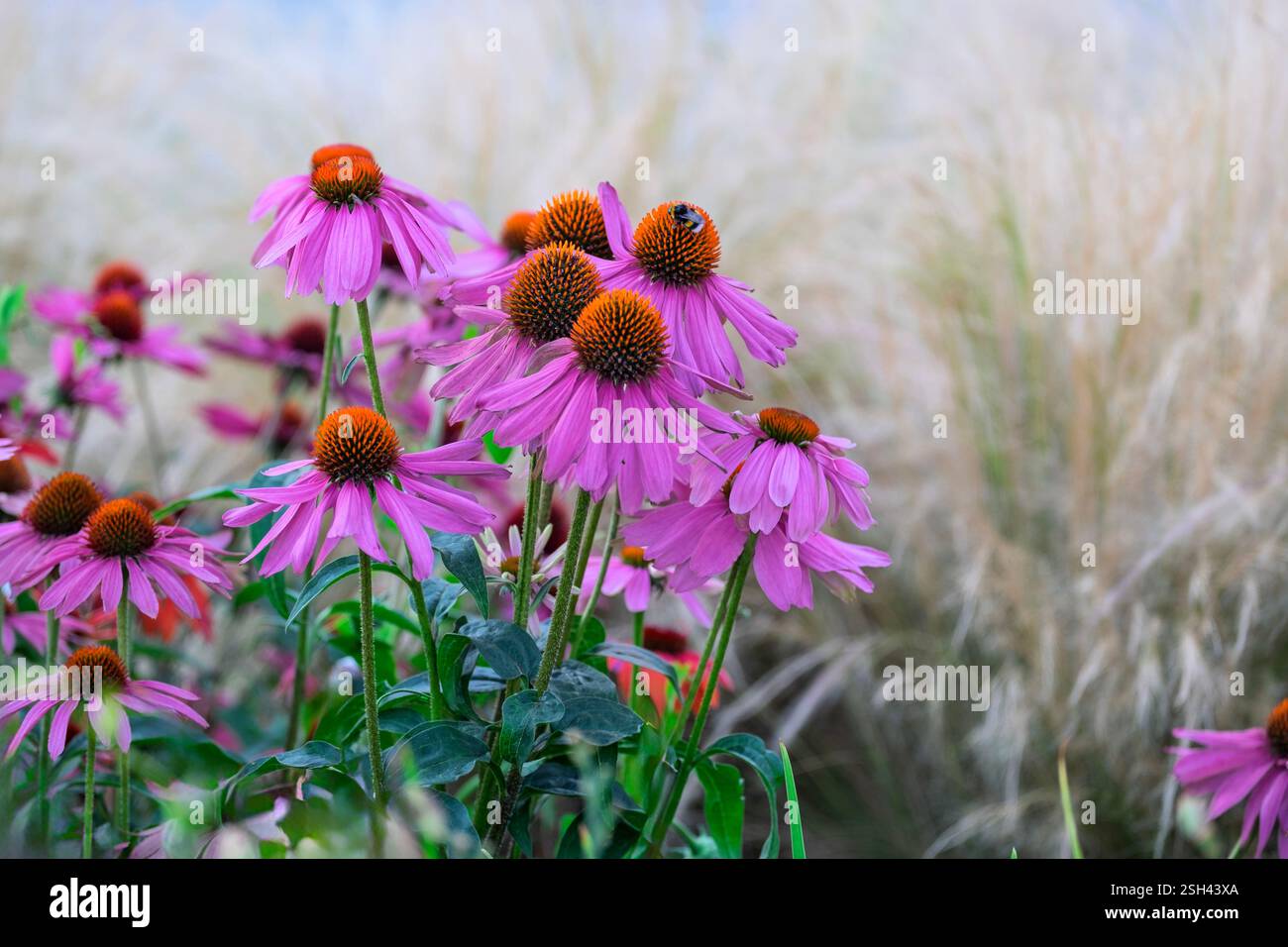 Echinacea purpurea. Geblümter Hintergrund. Weicher Fokus, schöne Farbgebung Stockfoto