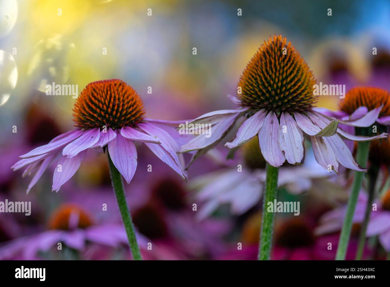 Echinacea purpurea. Geblümter Hintergrund. Weicher Fokus, schöne Farbgebung Stockfoto