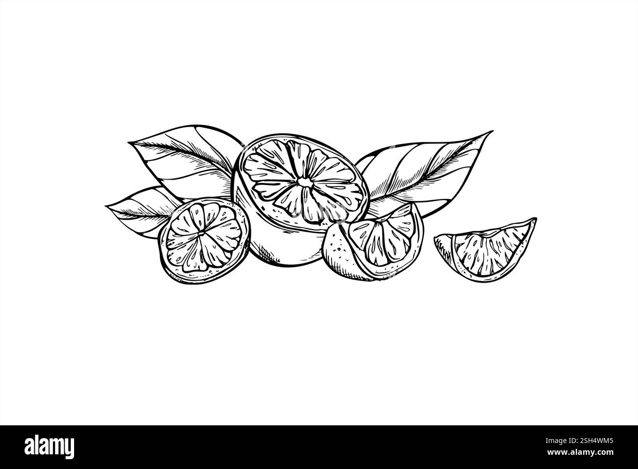 Einfarbige Hälfte, geschnittene Zitrusfrüchte mit Blättern Vektor realistische grafische Illustration gemalt mit schwarzen Tinten. Limette, Zitronen-Obst-botanische Essensskizze Stock Vektor