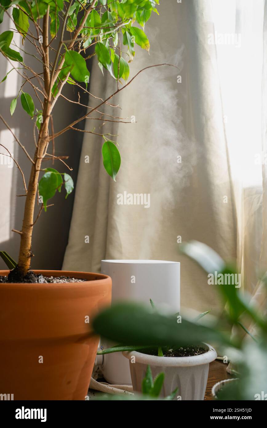 Weier elektrischer Luftbefeuchter, der Dampf in der Nhe von Zimmerpflanzen  in Tpfen zu Hause verteilt, verbessert die Luftqualitt und schafft ein  angenehmes Mikroklima fr Heimpflanzen Stockfotografie - Alamy