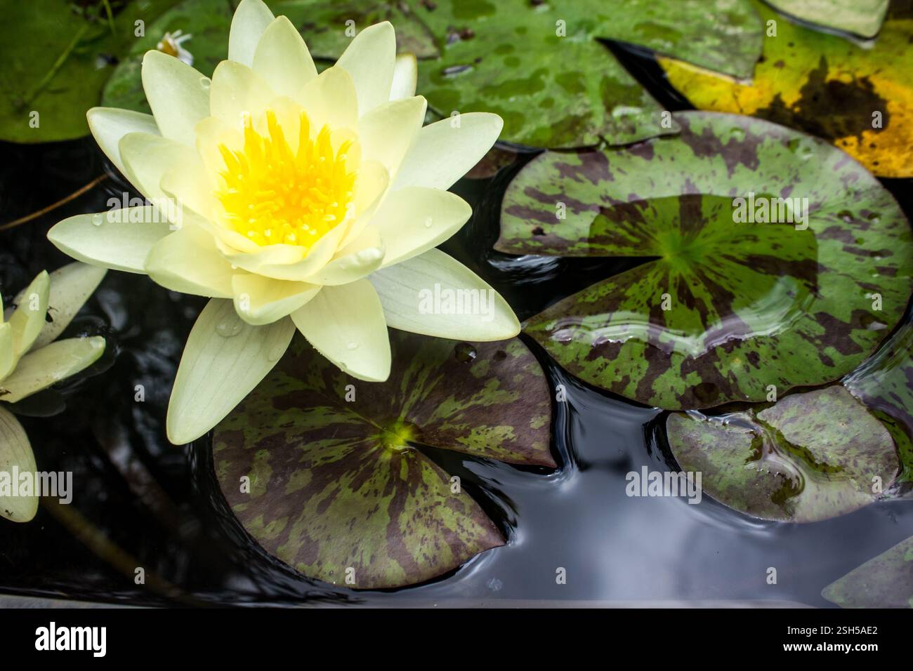 Eine hellgelbe Seerose in Blüte und ihre Lilypad in einem kleinen dekorativen Wasserteich. Stockfoto Eine hellgelbe Seerose in Blüte und ihre Lilypad in einem kleinen dekorativen Wasserteich. Stockfoto