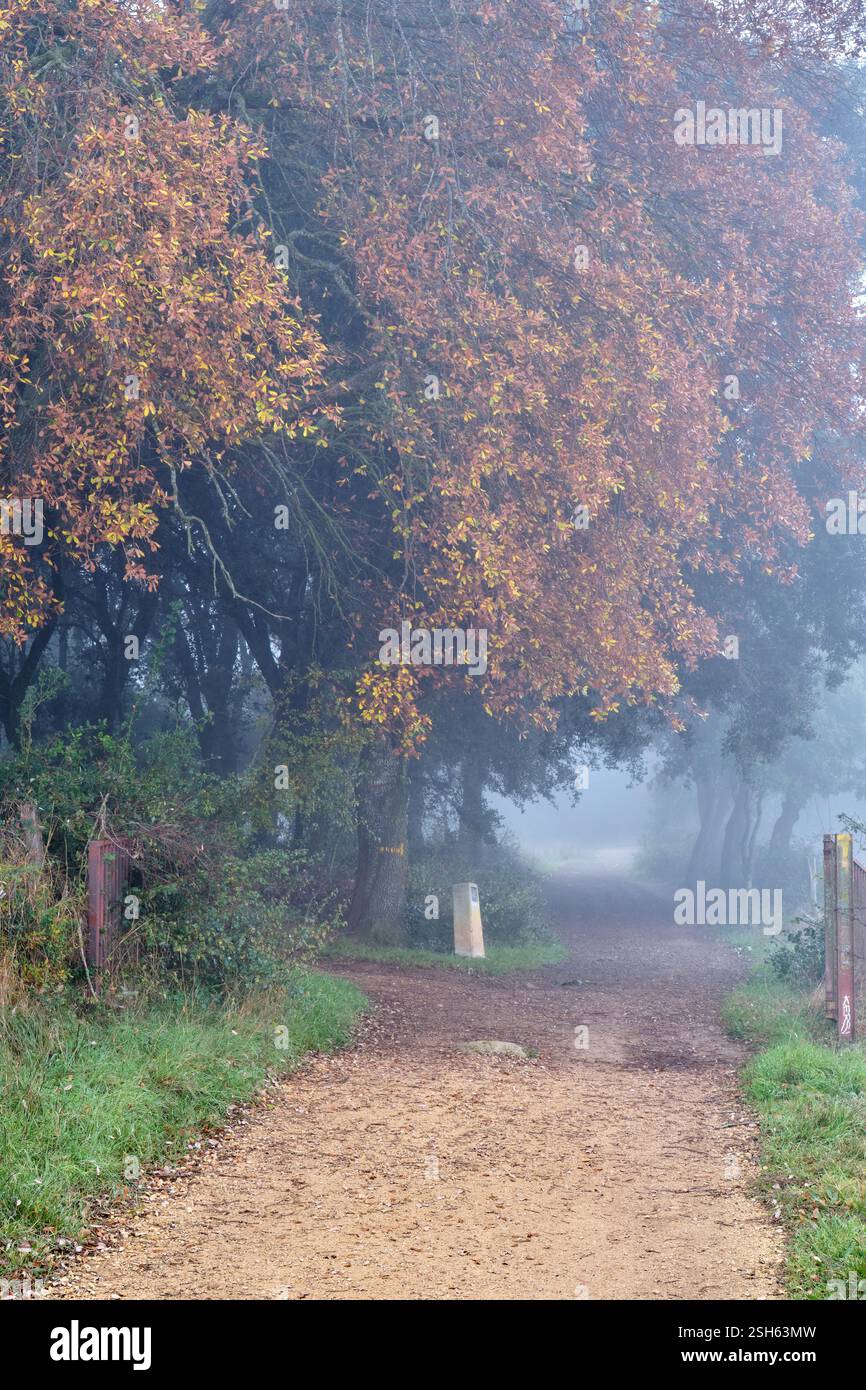 Nebeliger Pfad unter Eichenbäumen mit Herbstlaub schafft eine ruhige Atmosphäre. Ayegui, navarra, spanien Stockfoto