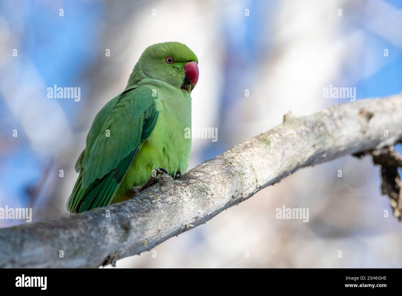 Kramer Papagei, Psittacula krameri, auf einem Ast, Santpedor, Katalonien, Spanien Stockfoto