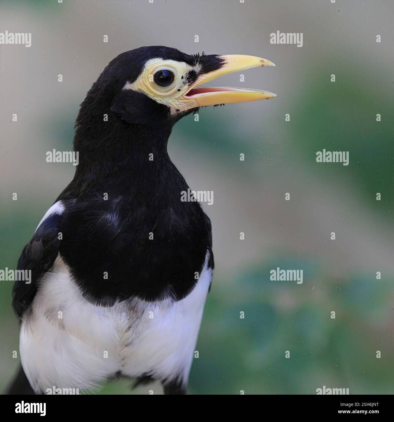 Black and White Bird Yawning: Ein schwarz-weißer Vogel mit weit geöffnetem Schnabel, gefangen im mittleren Gähnen vor einem weichen, grünen Hintergrund. Stockfoto Black and White Bird Yawning: Ein schwarz-weißer Vogel mit weit geöffnetem Schnabel, gefangen im mittleren Gähnen vor einem weichen, grünen Hintergrund. Stockfoto