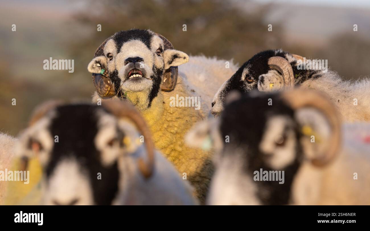 Swaledale rammt im Herbst während der „Tupping Time“ mit seiner Schafherde aus, wenn sich die Widder mit den Schafen nach einer fünfmonatigen Schwangerschaft im Frühjahr zum Lammen paaren Stockfoto