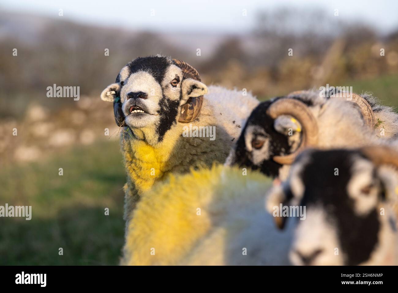 Swaledale rammt im Herbst während der „Tupping Time“ mit seiner Schafherde aus, wenn sich die Widder mit den Schafen nach einer fünfmonatigen Schwangerschaft im Frühjahr zum Lammen paaren Stockfoto
