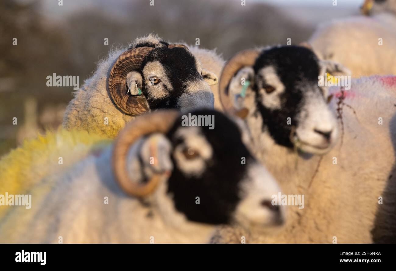 Swaledale rammt im Herbst während der „Tupping Time“ mit seiner Schafherde aus, wenn sich die Widder mit den Schafen nach einer fünfmonatigen Schwangerschaft im Frühjahr zum Lammen paaren Stockfoto