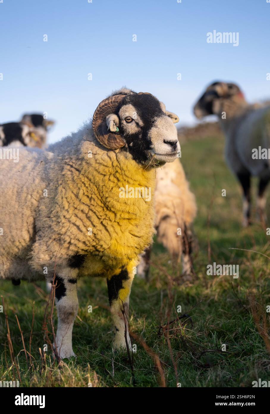 Swaledale rammt im Herbst während der „Tupping Time“ mit seiner Schafherde aus, wenn sich die Widder mit den Schafen nach einer fünfmonatigen Schwangerschaft im Frühjahr zum Lammen paaren Stockfoto