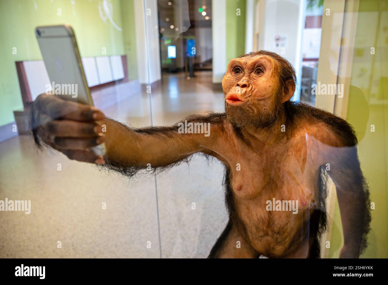 WASHINGTON DC – „Lucy Selfie“ von Elisabeth Daynes präsentiert eine anatomische Rekonstruktion des berühmten Fossils Australopithecus afarensis mit Smartphone. Hergestellt aus Silikon, natürlichem Haar, Yakhaar, Glasaugen und Harz, diese künstlerische Interpretation verbindet Paläoanthropologie mit zeitgenössischem gesellschaftlichem Kommentar. Die Skulptur wird im Smithsonian National Museum of Natural History ausgestellt. Stockfoto