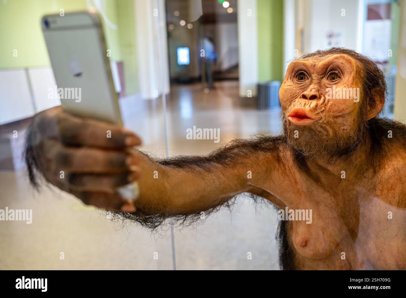 WASHINGTON DC – „Lucy Selfie“ von Elisabeth Daynes präsentiert eine anatomische Rekonstruktion des berühmten Fossils Australopithecus afarensis mit Smartphone. Hergestellt aus Silikon, natürlichem Haar, Yakhaar, Glasaugen und Harz, diese künstlerische Interpretation verbindet Paläoanthropologie mit zeitgenössischem gesellschaftlichem Kommentar. Die Skulptur wird im Smithsonian National Museum of Natural History ausgestellt. Stockfoto