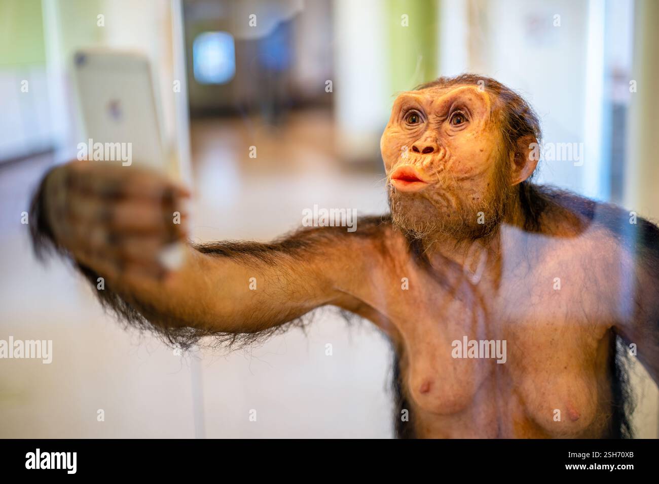 WASHINGTON DC – „Lucy Selfie“ von Elisabeth Daynes präsentiert eine anatomische Rekonstruktion des berühmten Fossils Australopithecus afarensis mit Smartphone. Hergestellt aus Silikon, natürlichem Haar, Yakhaar, Glasaugen und Harz, diese künstlerische Interpretation verbindet Paläoanthropologie mit zeitgenössischem gesellschaftlichem Kommentar. Die Skulptur wird im Smithsonian National Museum of Natural History ausgestellt. Stockfoto