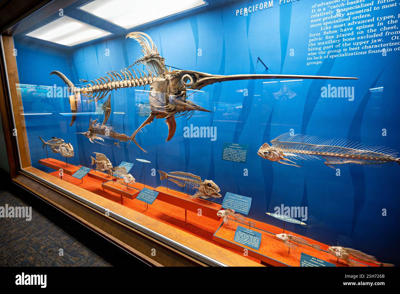 WASHINGTON DC – die historische Bone Hall im National Museum of Natural History des Smithsonian zeigt Wirbelskelette, darunter seit 1881 ausgestellte Exemplare. Die Ausstellung zeigt ein Skelett des Schwertfisches (Xiphias gladius), das charakteristische anatomische Merkmale wie den breiten, flachen Schnabel und die fehlenden Beckenflossen zeigt. Stockfoto
