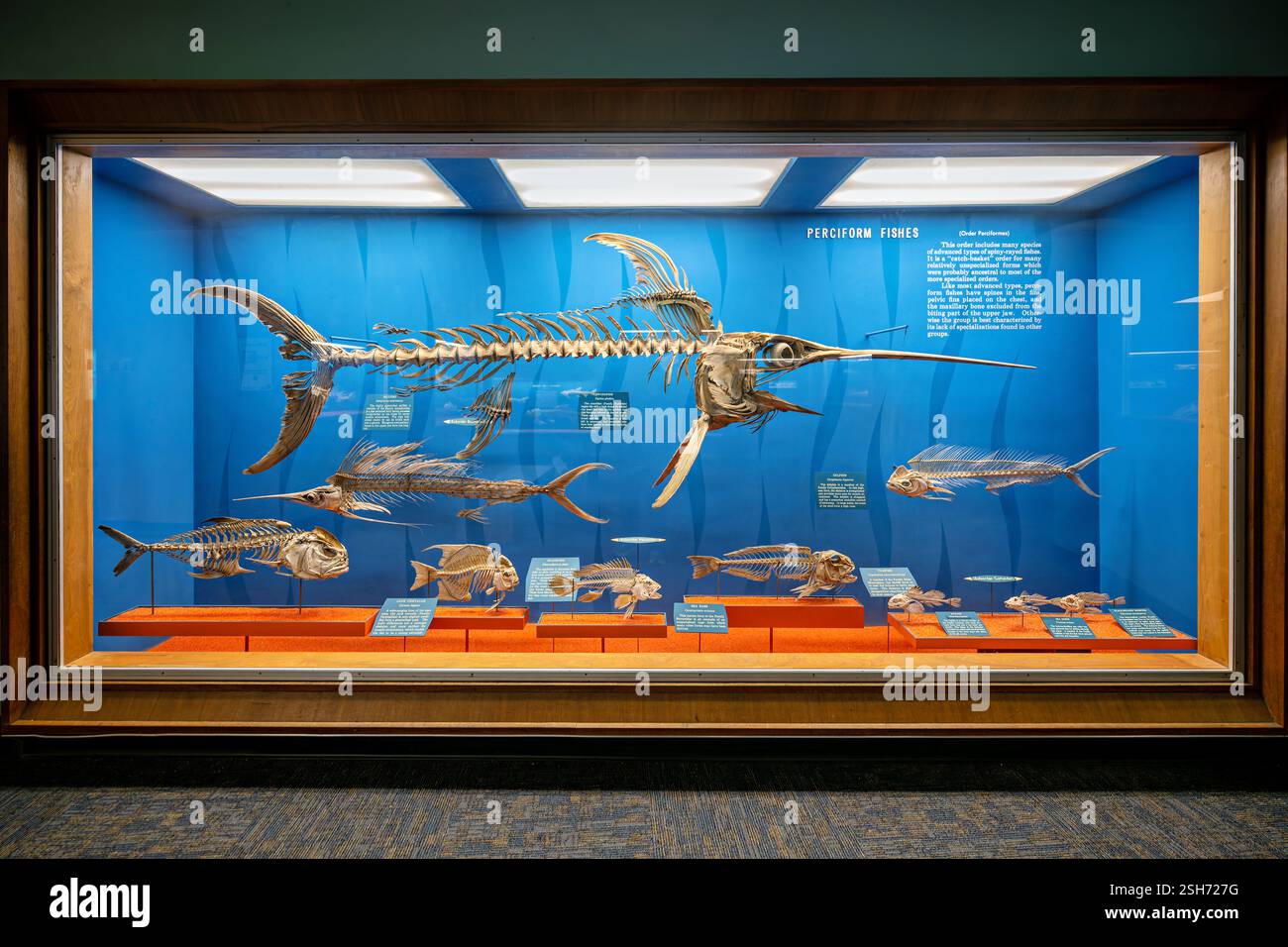 WASHINGTON DC – die historische Bone Hall im National Museum of Natural History des Smithsonian zeigt Wirbelskelette, darunter seit 1881 ausgestellte Exemplare. Die Ausstellung zeigt ein Skelett des Schwertfisches (Xiphias gladius), das charakteristische anatomische Merkmale wie den breiten, flachen Schnabel und die fehlenden Beckenflossen zeigt. Stockfoto
