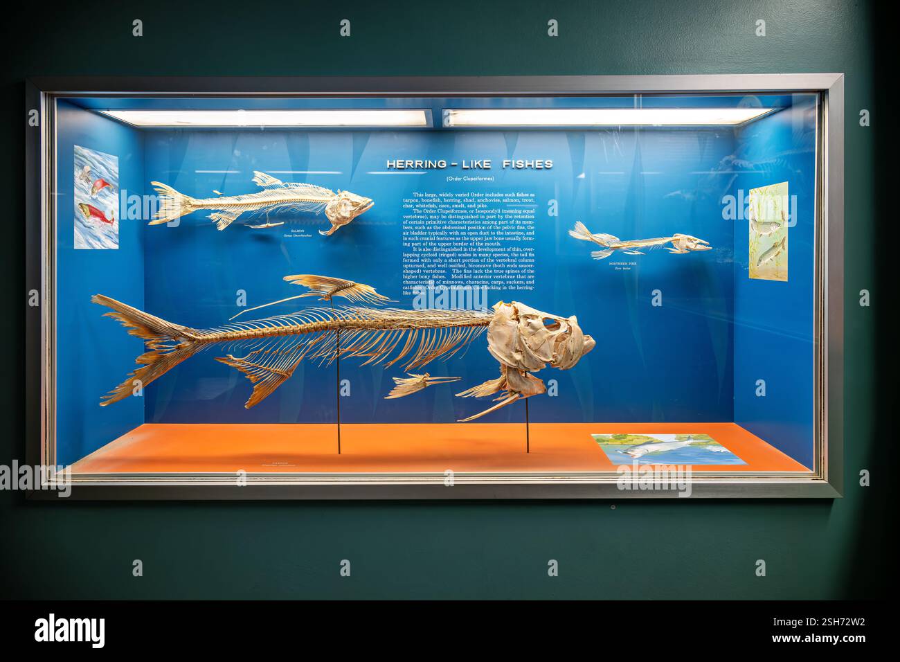 WASHINGTON DC – die Bone Hall im National Museum of Natural History des Smithsonian zeigt Skelettexemplare von Order Clupeiformes (Heringsfische). Das Display zeigt primitive Eigenschaften wie Bauchflossen, spezielle Luftblasen und charakteristische Kieferstrukturen, die bei Arten von Tarpon bis Hecht zu finden sind. Stockfoto