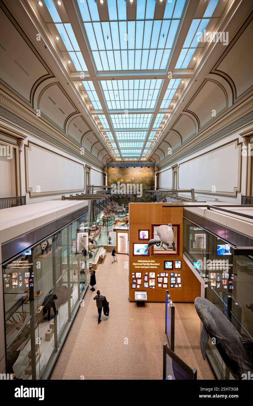 WASHINGTON DC – die Kenneth E. Behring Family Hall of Mammals im National Museum of Natural History des Smithsonian zeigt verschiedene Säugetierarten aus der ganzen Welt. Die Ausstellung zeigt Exemplare, die von gewöhnlicher nordamerikanischer Tierwelt bis zu seltenen Arten wie den Okapi reichen, ergänzt durch ein Evolution Theater, das die Entwicklung von Säugetieren über 225 Millionen Jahre zeigt. Stockfoto