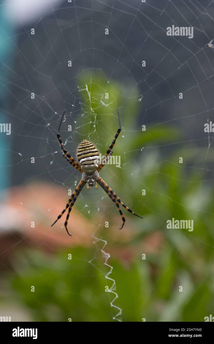 Nahaufnahme einer gestreiften Tigerspinne auf dem Netz auf einer Wiese vor dem Hintergrund grüner Pflanzen in einem kleinen Dorf im Norden Portugals Madeira Stockfoto