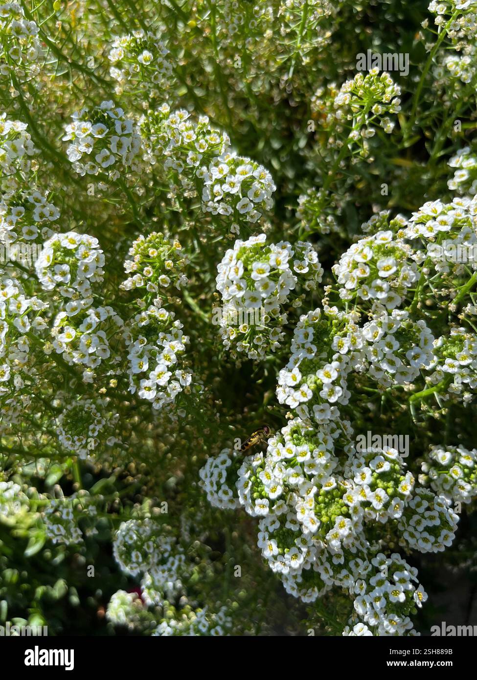 Lobularia maritima Blüten - Smartphone-aufgenommenes Stockfoto