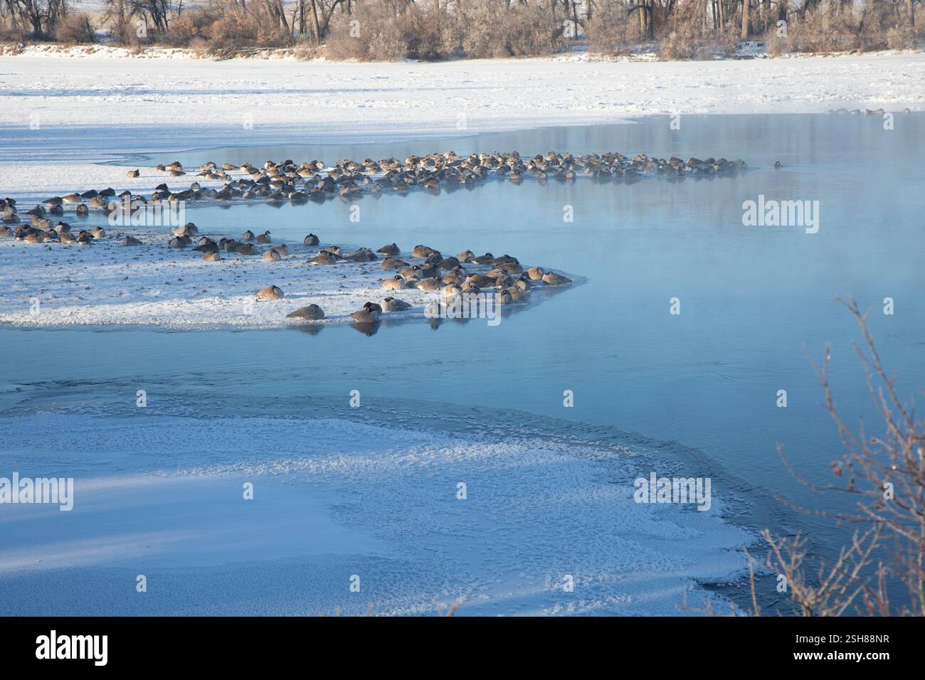 Kanadiengänse (Branta canadensis), deren Schellen unter den Flügeln warm sind, strömen an gewundenen Eisrändern auf dem Missouri River bei Minusgraden. Stockfoto