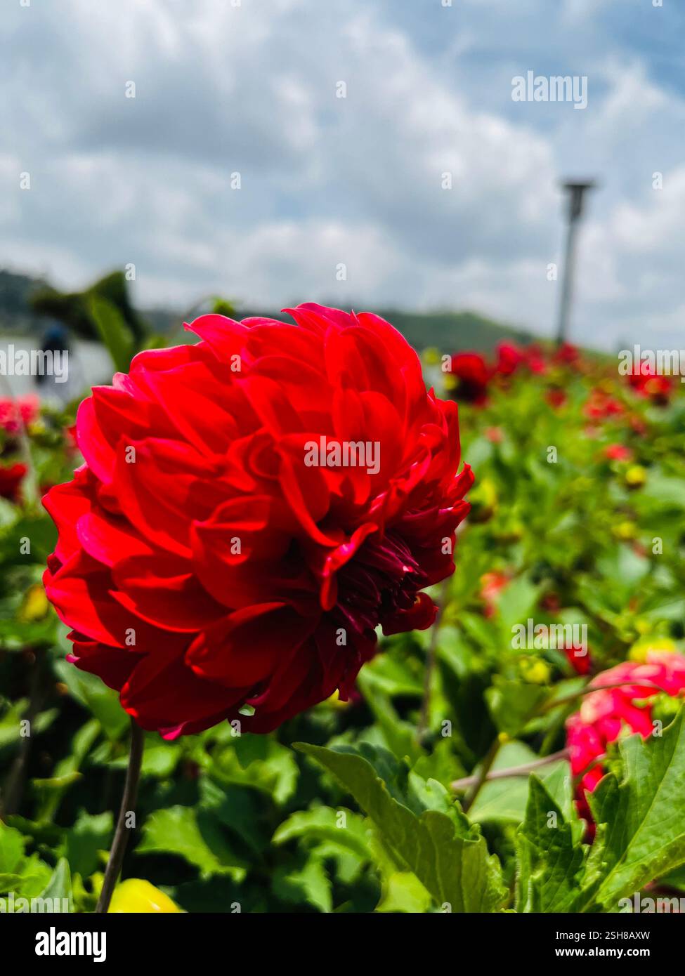 Rote Dahlienblume Gregory Park  Nuwara eliya Sri Lanka - Smartphone-aufgenommenes Stockfoto