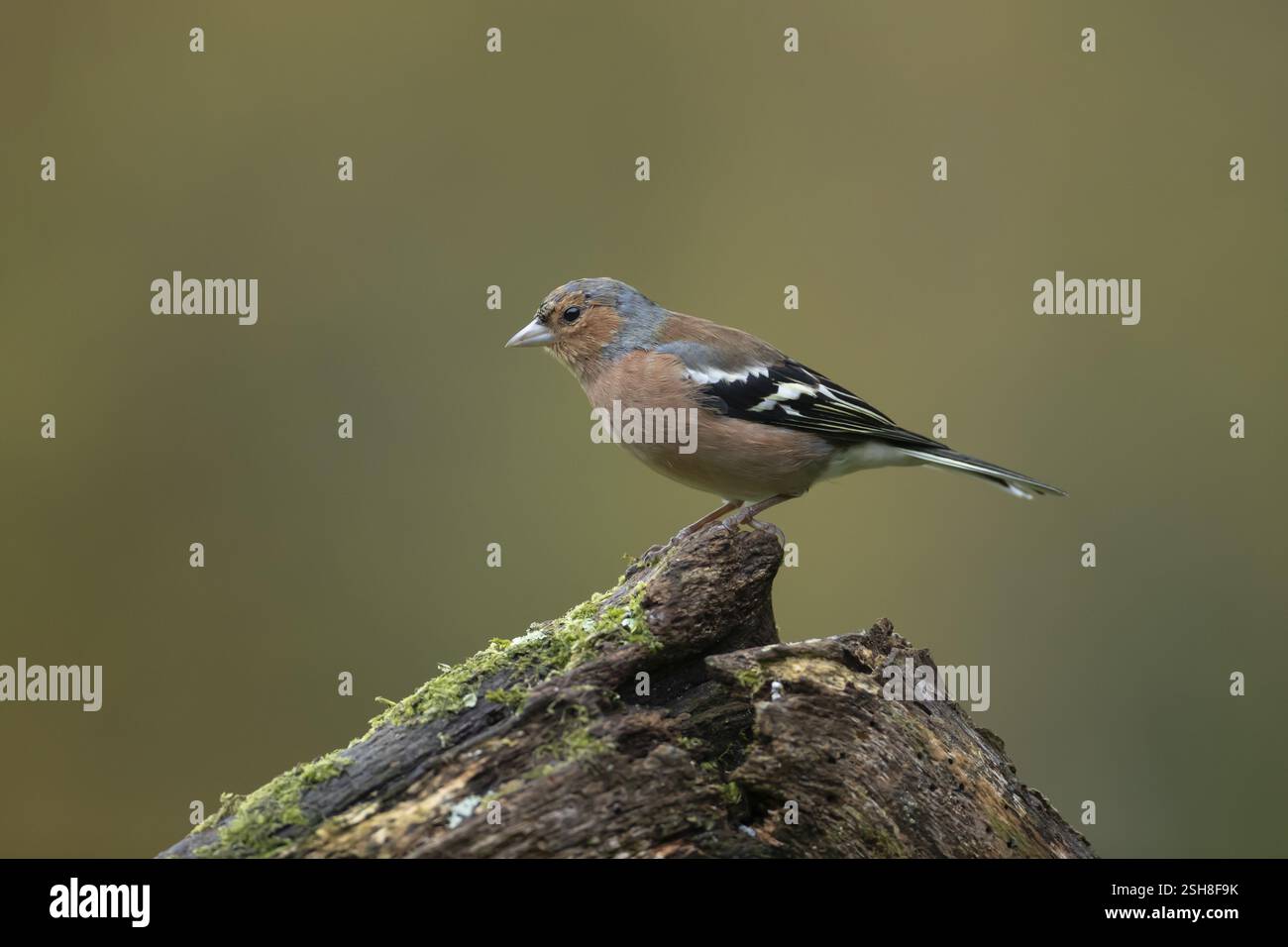 Eurasischer Buchhalm (Fringilla coelebs) ausgewachsener männlicher Vogel auf einem Baumstumpf in einem Wald, England, Vereinigtes Königreich, Europa Stockfoto