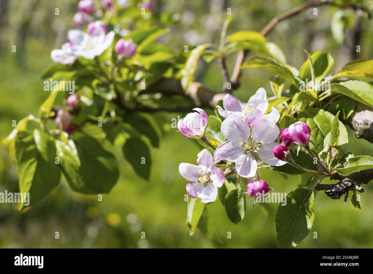 Blüte eines Apfelbaums (Malus) in weiß und rosa, Sachsen, Deutschland, Europa Stockfoto