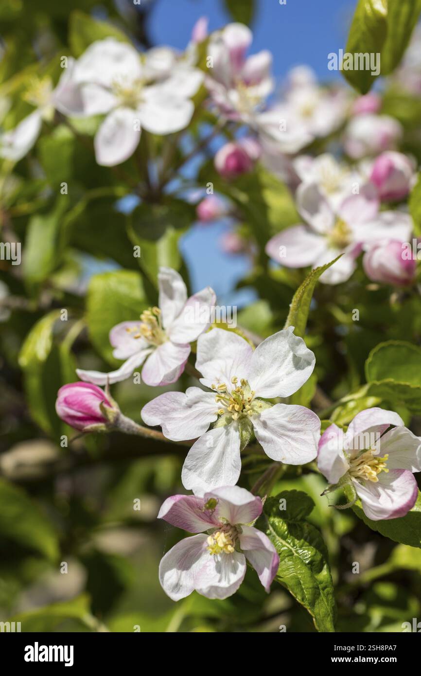 Blüte eines Apfelbaums (Malus) in weiß und rosa, Sachsen, Deutschland, Europa Stockfoto
