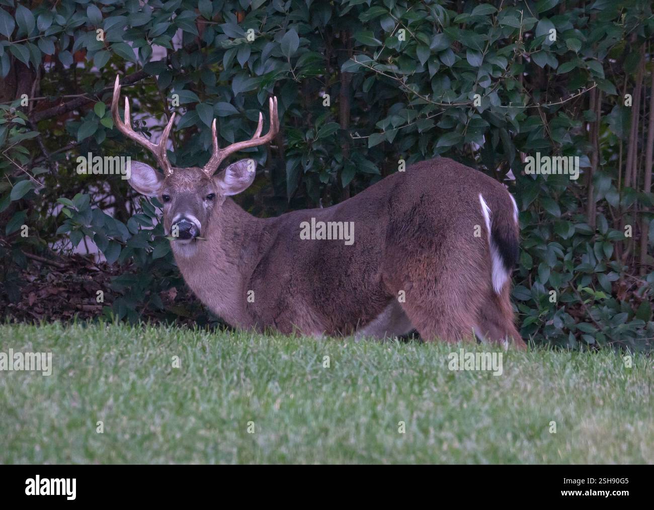 Massives altes Weißschwanzhirsch, das zwischen grünem Laub steht. Stockfoto