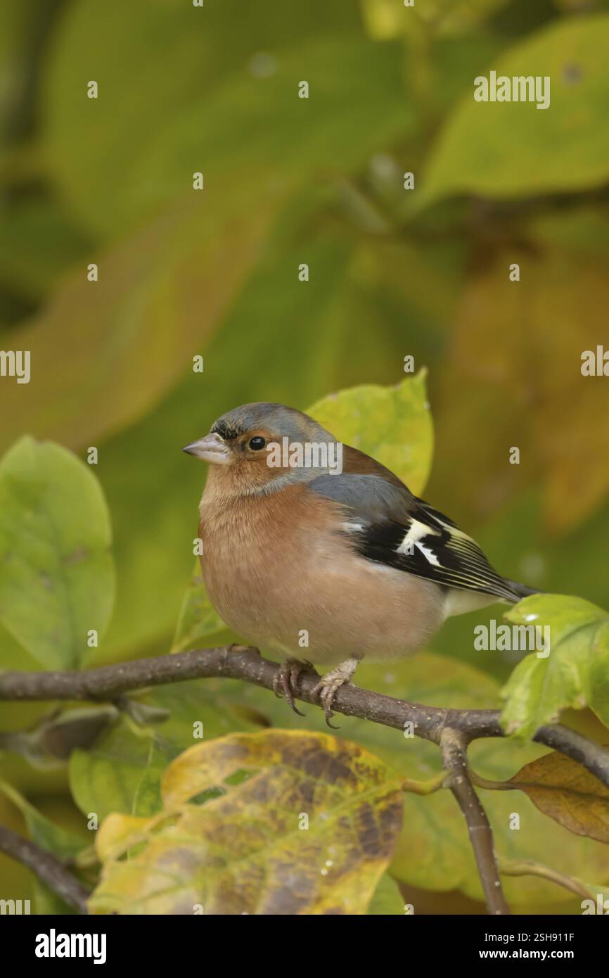 Eurasischer Kaffinch (Fringilla coelebs) ausgewachsener männlicher Vogel auf einem Garten-Magnolienbaum mit herbstlichen Blättern, England, Vereinigtes Königreich, Europa Stockfoto