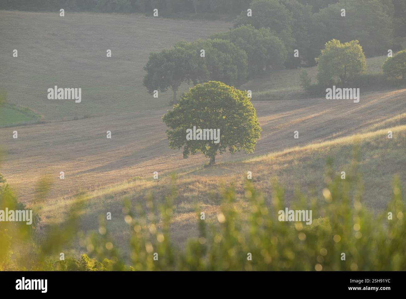 Single Tree in einer typischen toskanischen Landschaft im Val d'Orcia mit Hügeln und Feldern bei Sonnenaufgang im Sommer, Toskana, Italien, Europa Stockfoto