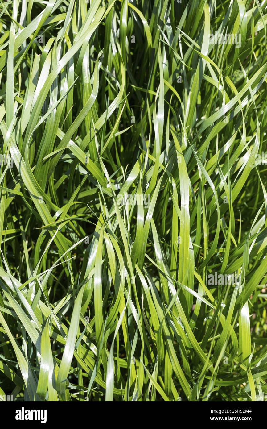 Frisches Gras, hoch und kräftig Stockfoto