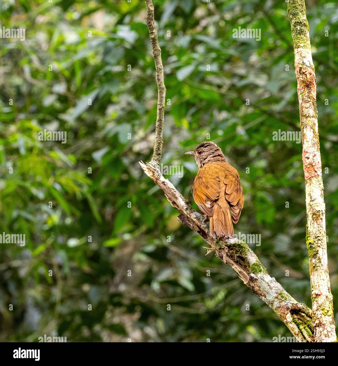 Kleiner brauner Vogel Tijuca Wald Rio de Janeiro Stockfoto