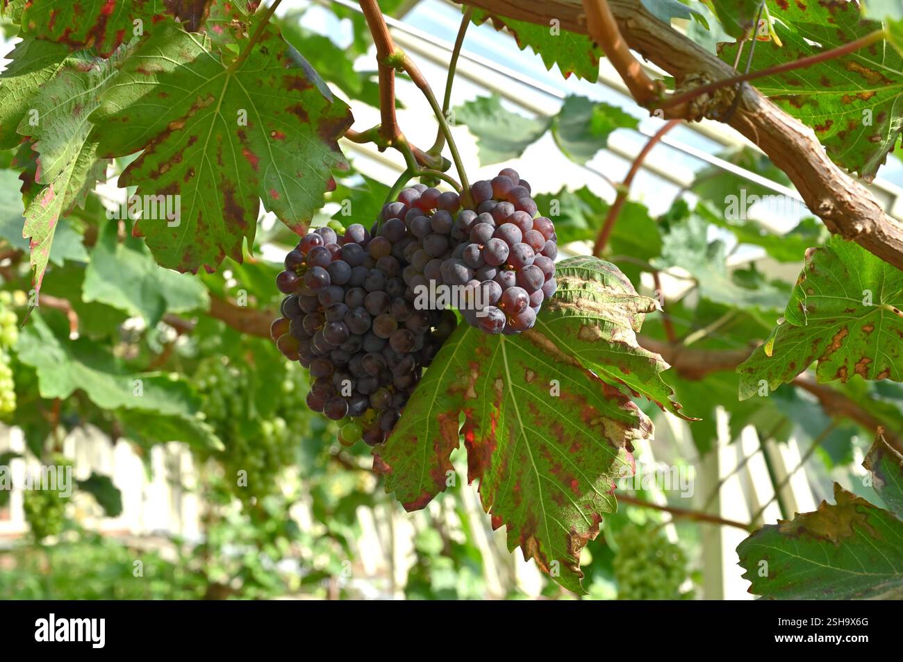 Schwarze Traubenfrüchte Vitis vinifera Alnwick Sämling auf Weinrebe UK Gewächshaus September Stockfoto