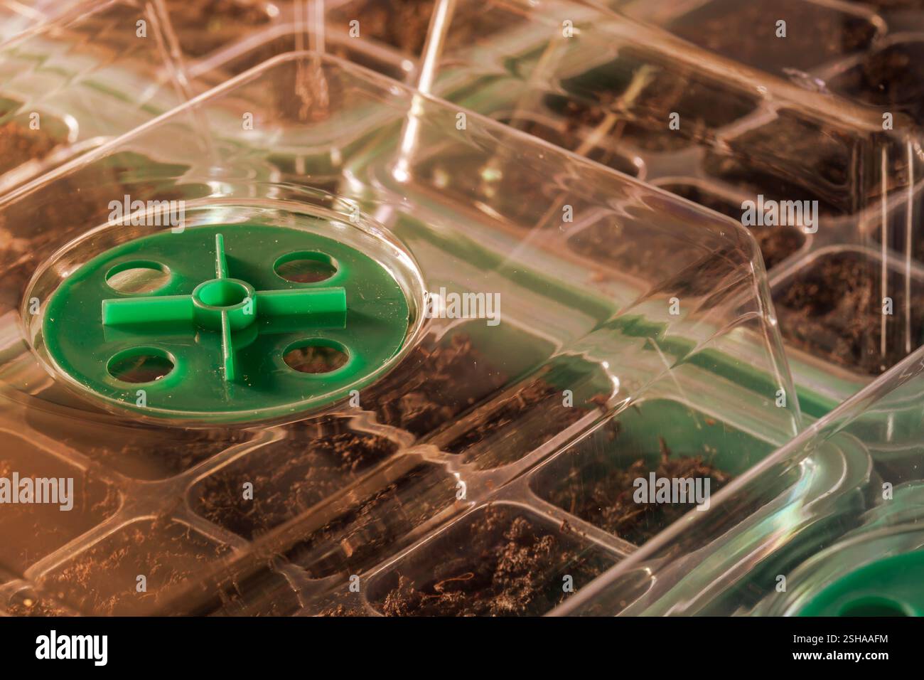 Propagator mit Saatgutschalen gefüllt mit Topfkompost Hintergrund im Sonnenlicht. Erweitern Sie Ihr gewonnenes Konzept Stockfoto