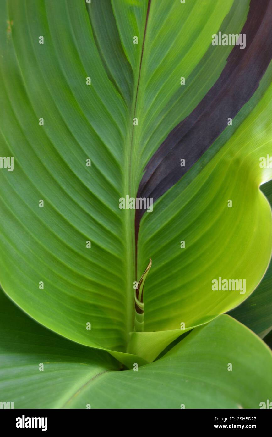 Blätter von Canna Lily Yellow King Humbert Stockfoto