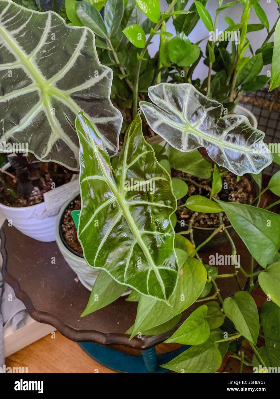 Eine Sammlung von Zimmerpflanzen mit verschiedenen Blättern in Töpfen, die auf einem Tisch ausgestellt sind. Perfekt für Gartenarbeit und Wohnkultur. Stockfoto