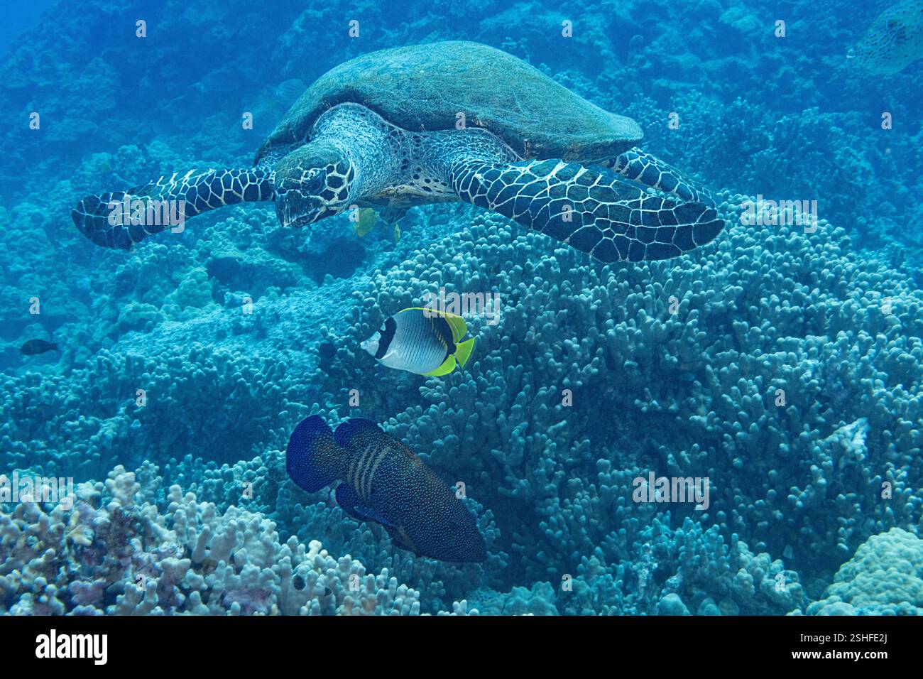 Karettschildkröte, Eretmochelys imbricata, mit einem gefütterten Butterflyfish und Pfauenbarsch, der auf Organismen hofft, die von der Schildkröte auf Nahrungssuche verdrängt wurden Stockfoto