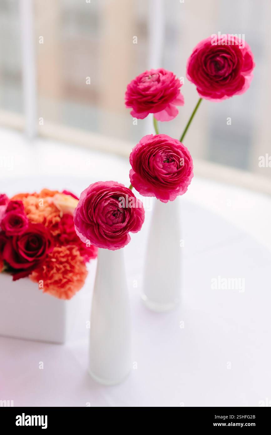 Leuchtende Ranunkelblüten stehen in stilvollen Vasen und verleihen einem hellen Innenraum mit mehr Blumendekor Farbe. Stockfoto