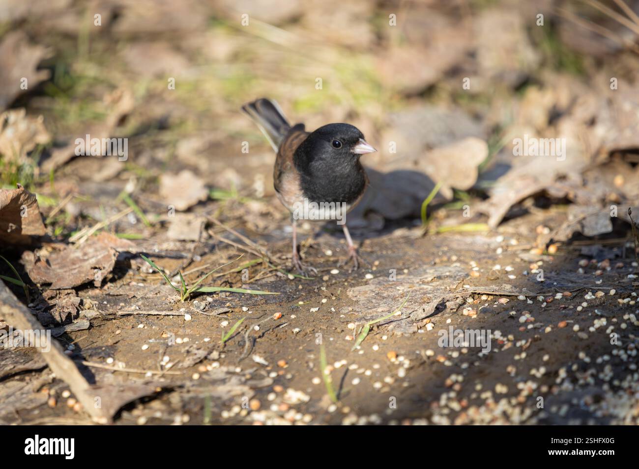 Ein dunkeläugiger Junco im Oaks Bottom Wildlife Refuge in Portland, Oregon Stockfoto