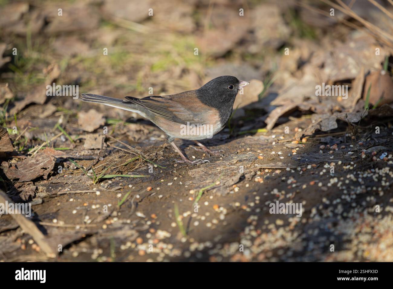Ein dunkeläugiger Junco im Oaks Bottom Wildlife Refuge in Portland, Oregon Stockfoto