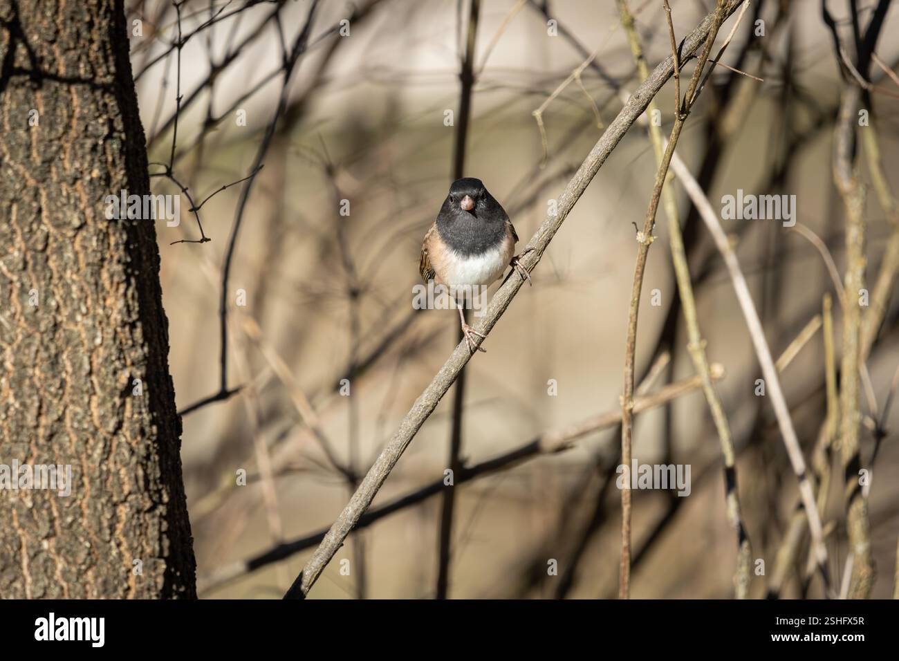 Ein dunkeläugiger Junco im Oaks Bottom Wildlife Refuge in Portland, Oregon Stockfoto
