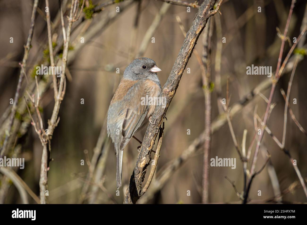 Ein dunkeläugiger Junco im Oaks Bottom Wildlife Refuge in Portland, Oregon Stockfoto