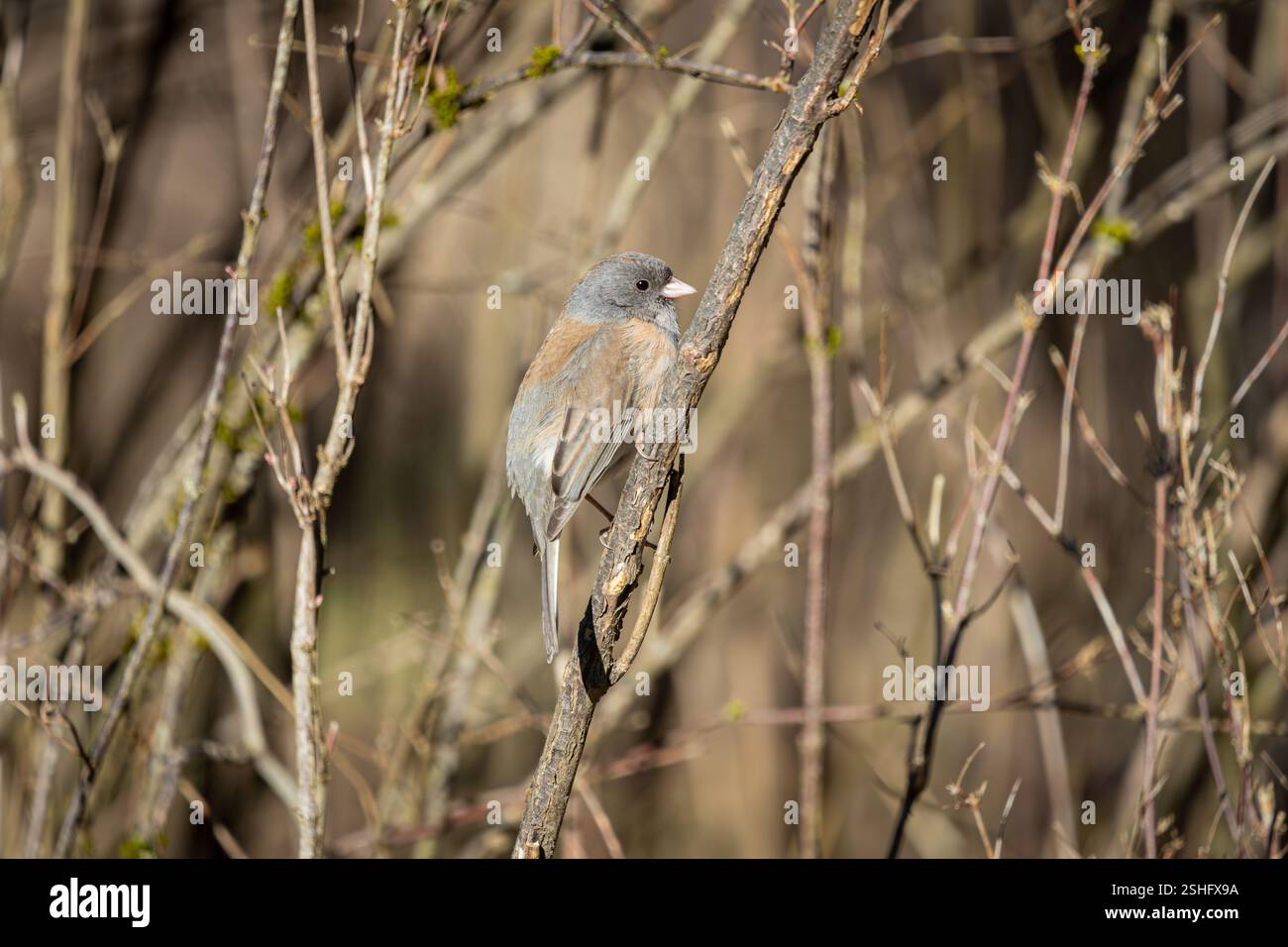Ein dunkeläugiger Junco im Oaks Bottom Wildlife Refuge in Portland, Oregon Stockfoto