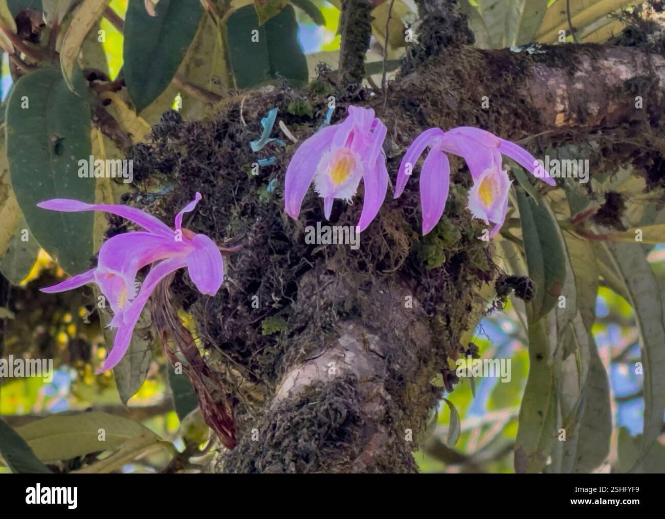 Blühende Orchideen wachsen im gemäßigten Wald auf dem Mardi Himal Trek - Nepal Stockfoto