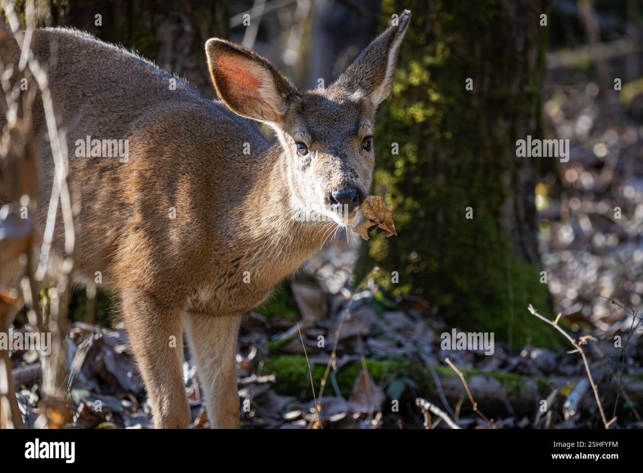 Ein kleines Schwarzwedelhirsch im Wald des Oaks Bottom Wildlife Refuge in Portland Oregon Stockfoto