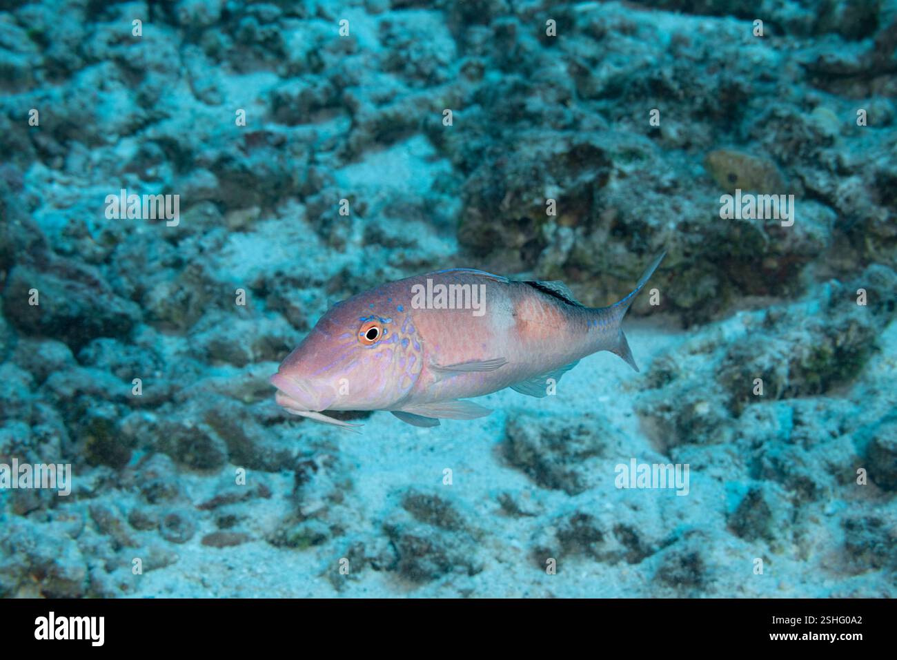Sidespot-Ziegenfisch, Blackspot-Ziegenfisch oder Moano, Parupeneus pleurostigma, Kaiwi Point, North Kona Coast, Hawaii ( Big Island ), USA, Pazifik Stockfoto