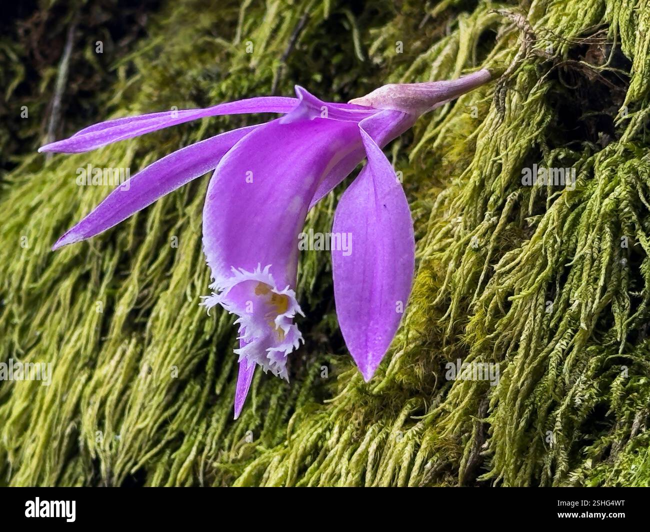 Blühende Orchideen wachsen im gemäßigten Wald auf dem Mardi Himal Trek - Nepal Stockfoto
