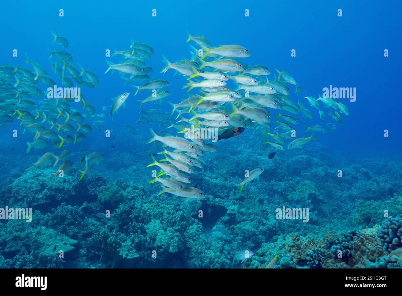 Schule von Gelbflossenziegen, Mulloidichthys vanicolensis, begleitet von Sattelfischen, Thalassoma duperrey, die sich von ihrem Kot ernähren, Kona, HI Stockfoto