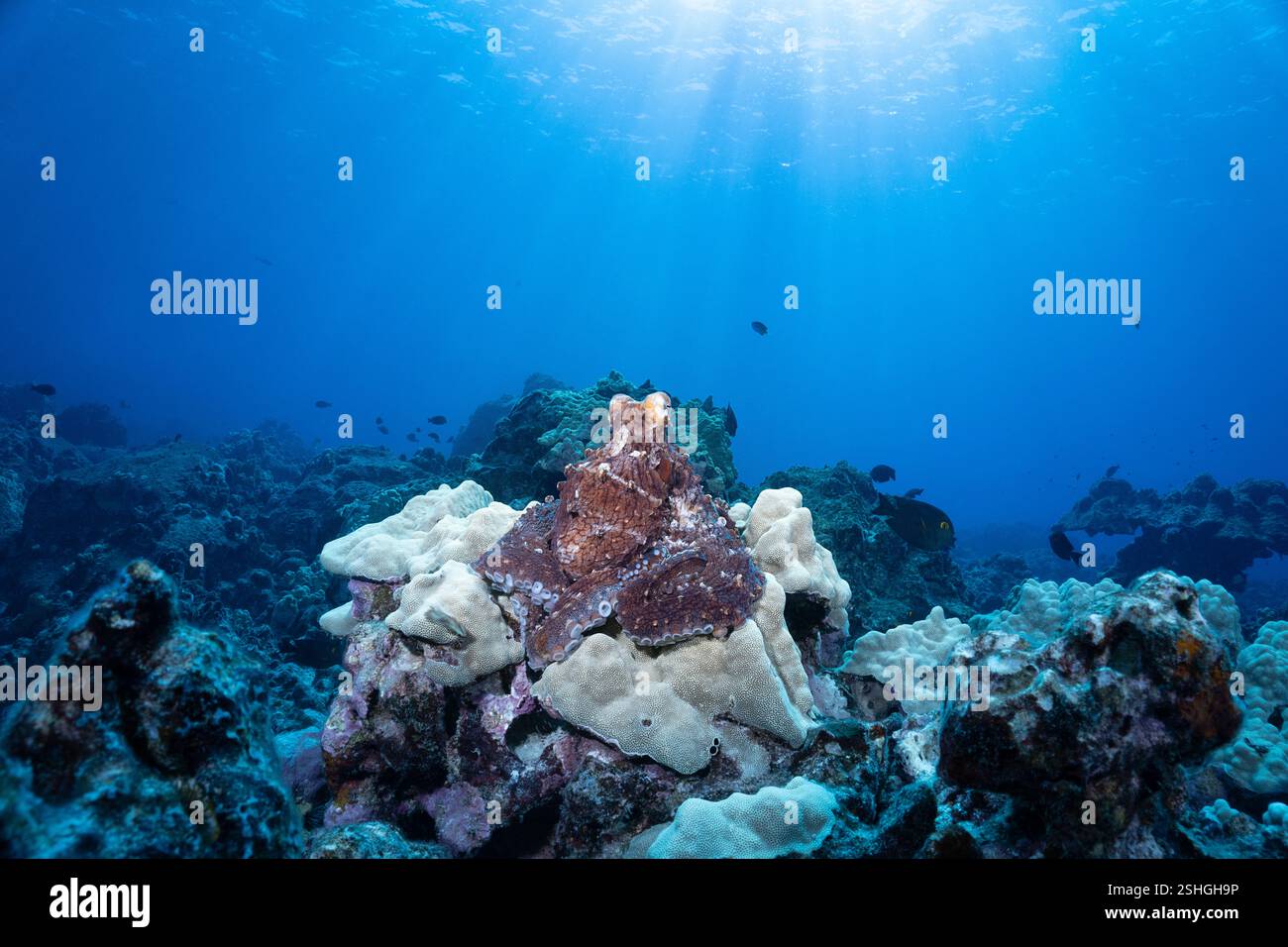 Tag-Oktopus, großer blauer Oktopus, Cyanes Oktopus, oder er'e mauli, Octopus cyanea, hoch oben auf Lobe Coral, Porites lobata, am flachen Korallenriff, Hawaii USA Stockfoto