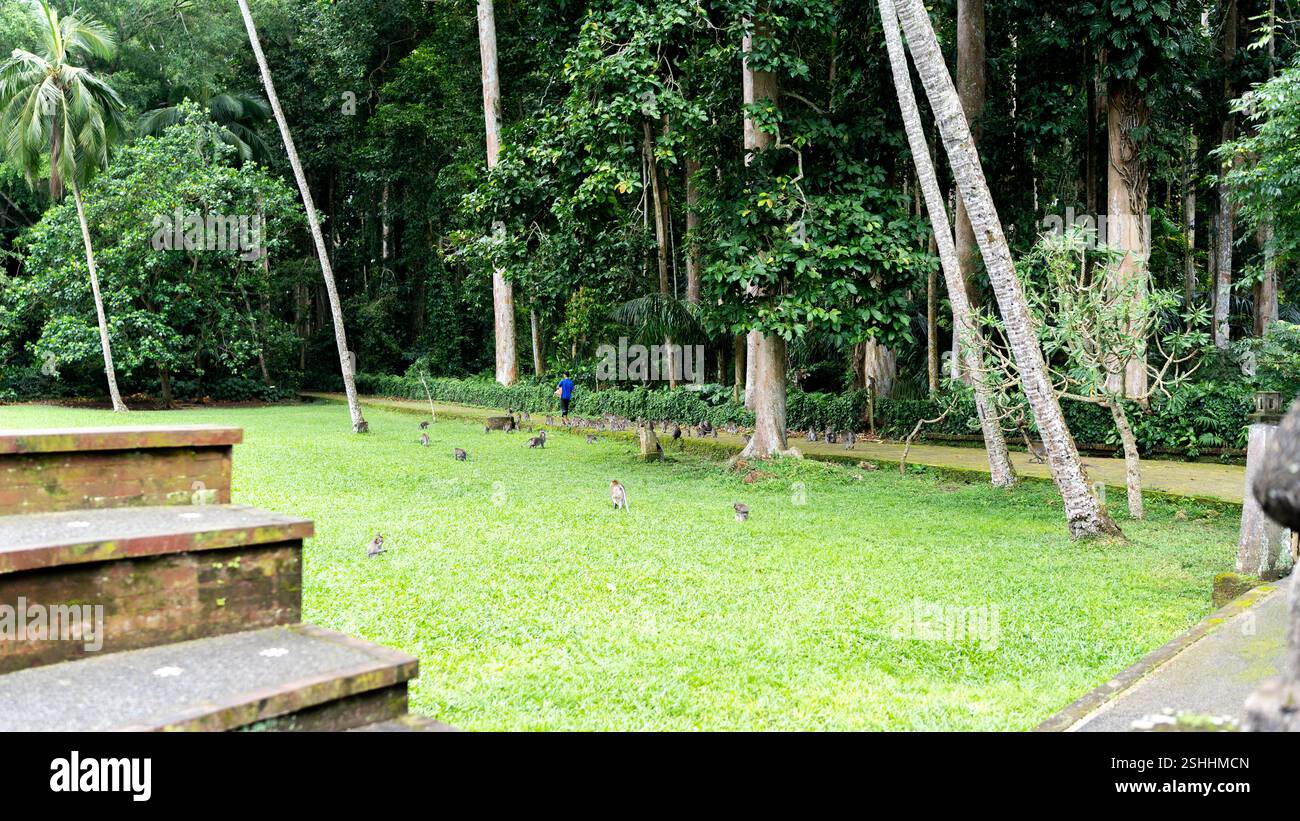 Ein üppiger Wald mit hohen Bäumen und einem grasbewachsenen Feld, in dem Affen frei herumstreifen. Eine Person in einem blauen Hemd geht einen Weg entlang, umgeben von der Natur. Stockfoto