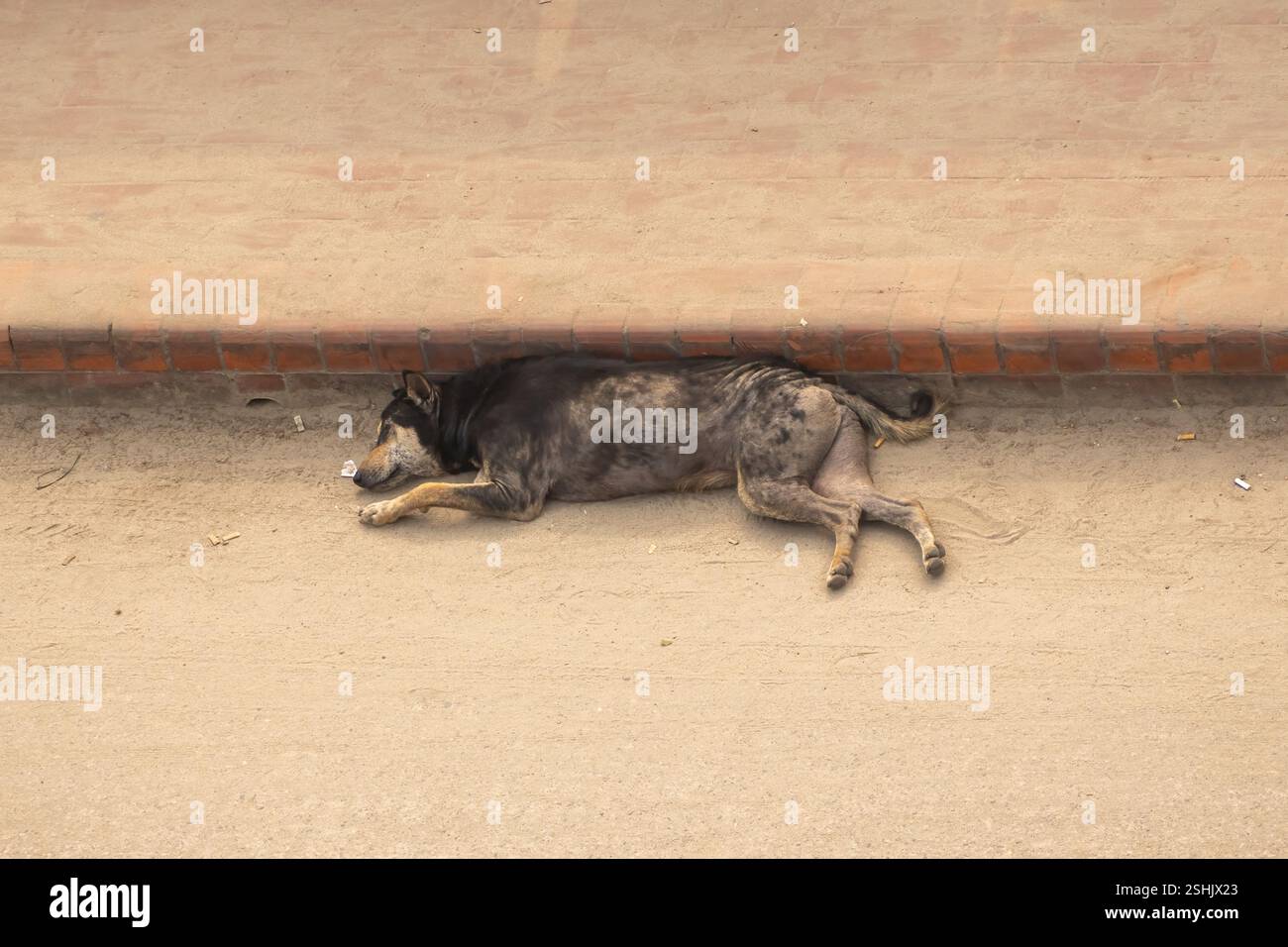Ein schwarzer Hund liegt an einem ruhigen Morgen auf einer Sandstraße in der Nähe des Fußwegs. Stockfoto